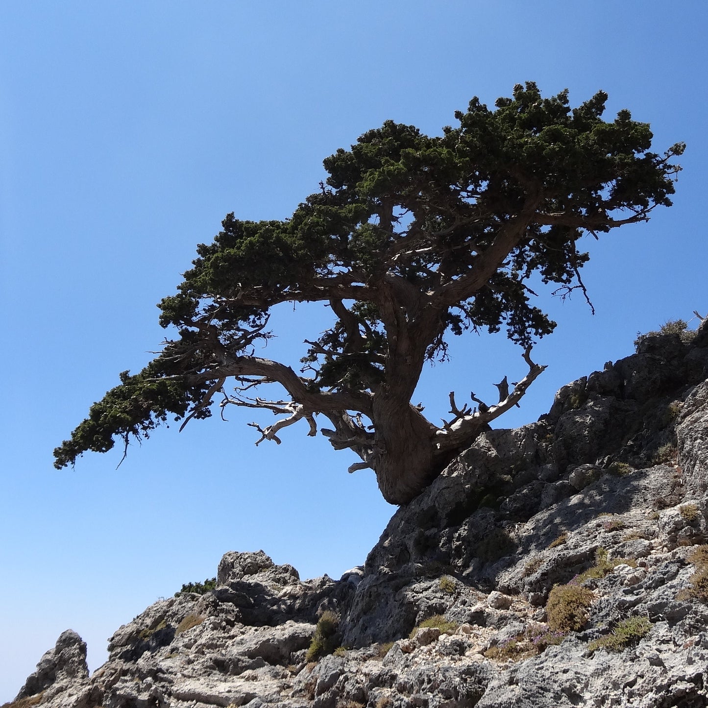 Cupressus sempervirens