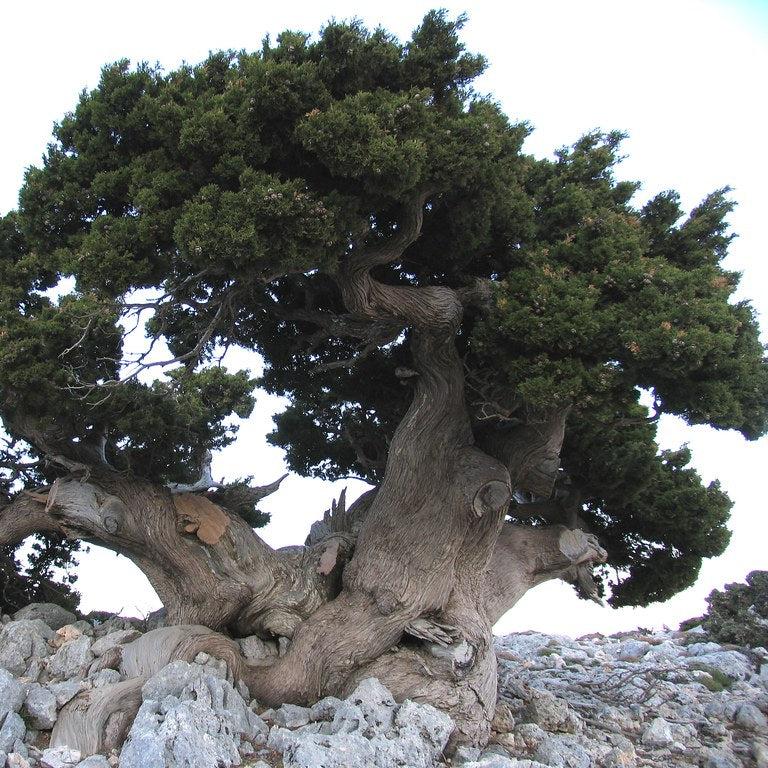 Cupressus sempervirens