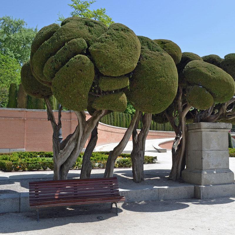 Cupressus sempervirens