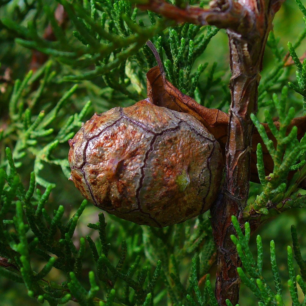 Cupressus sempervirens