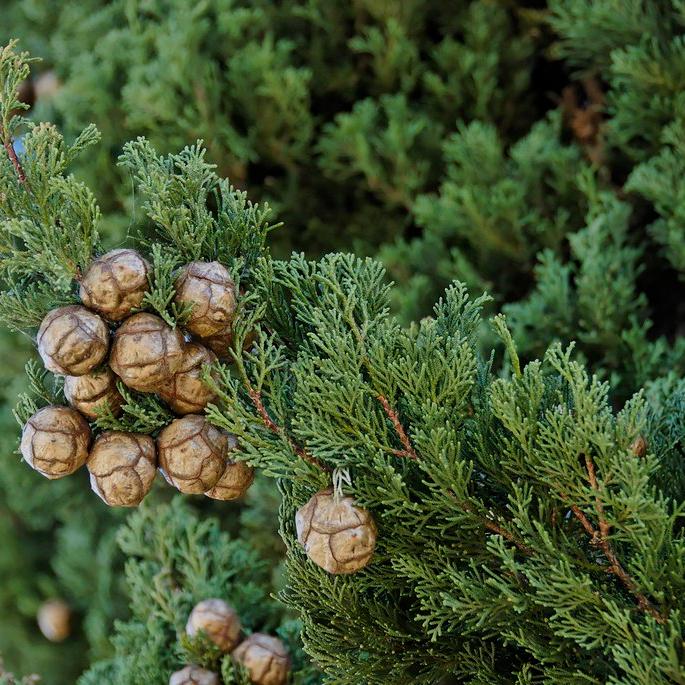 Cupressus sempervirens