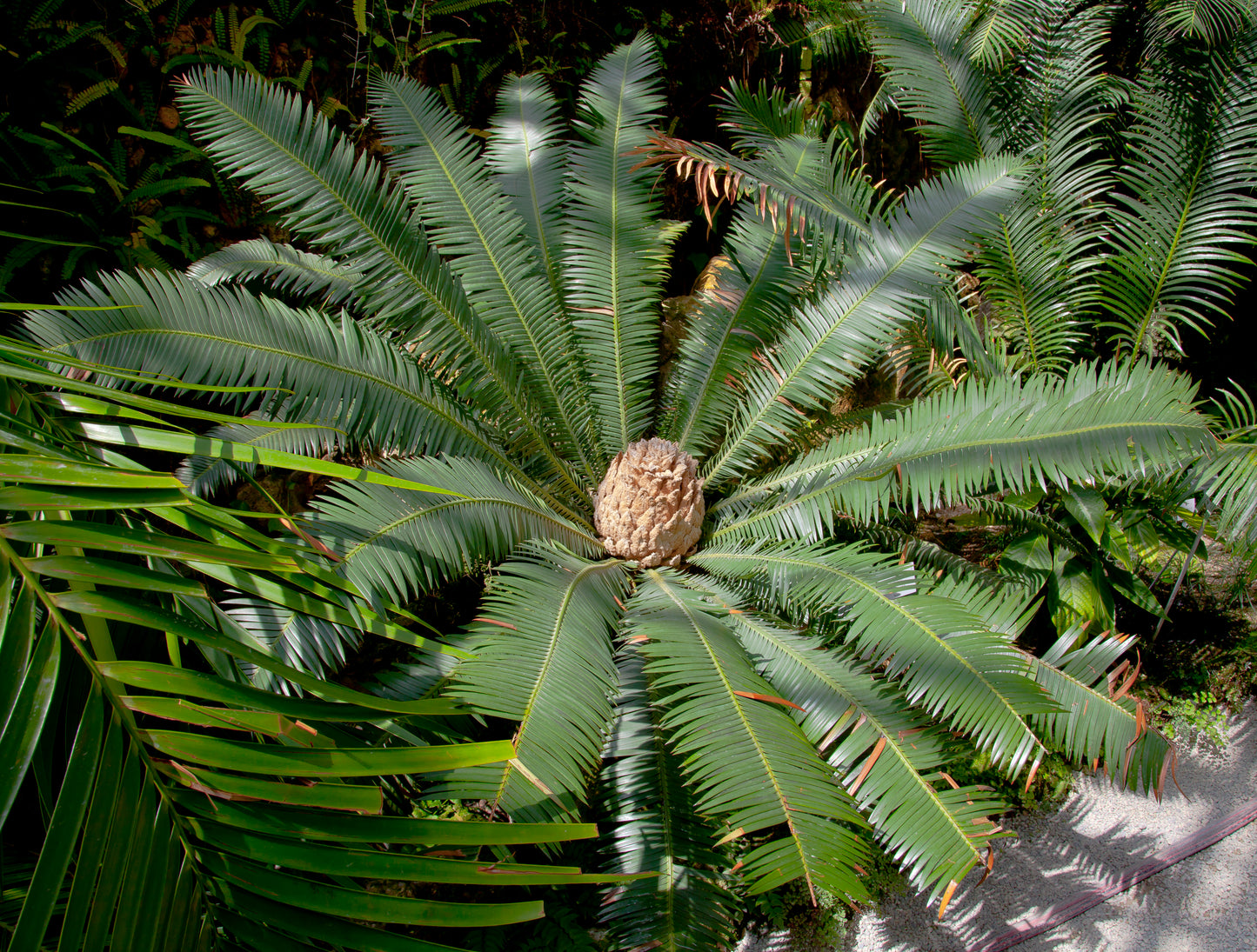 Dioon edule