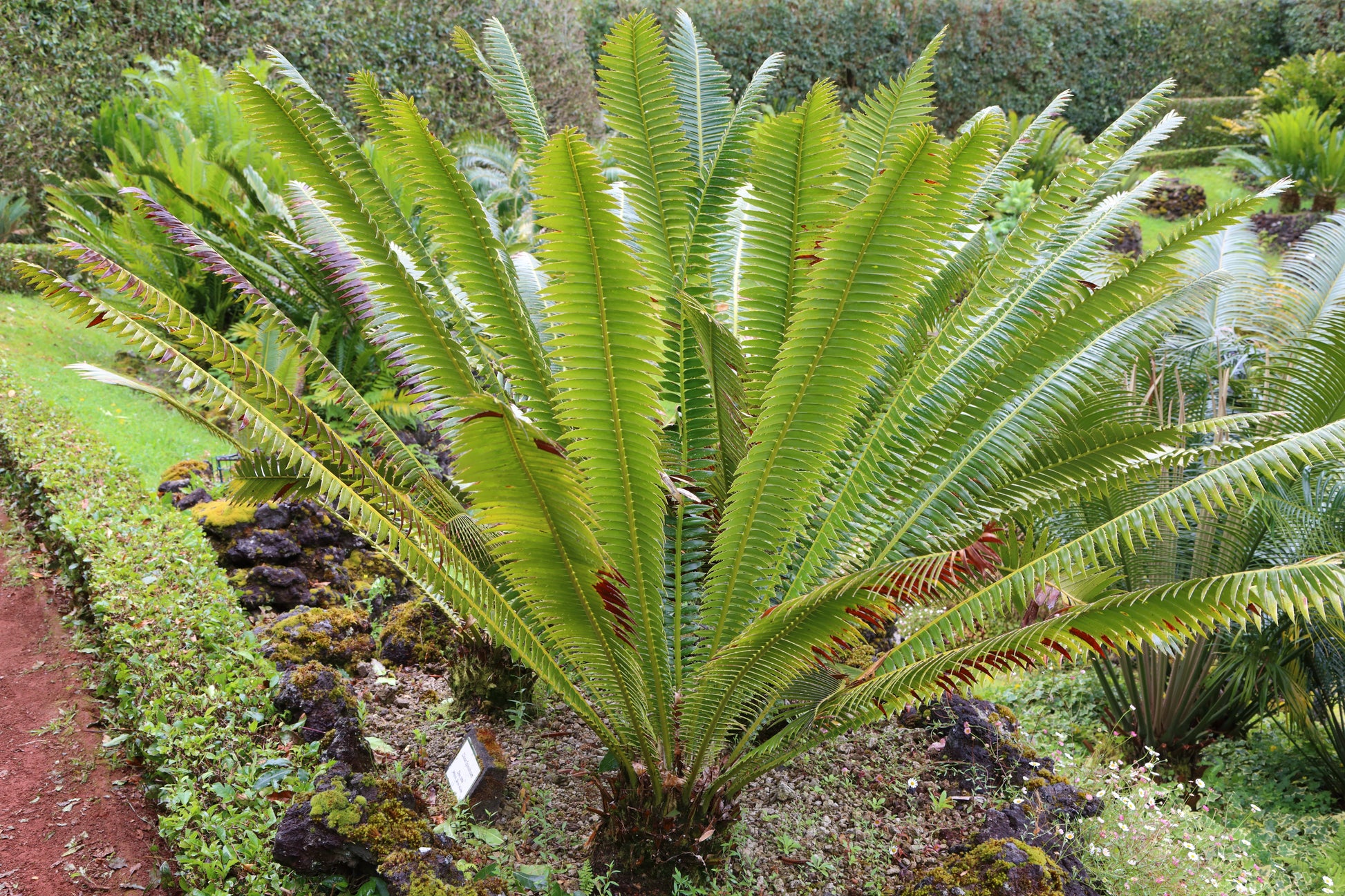 Dioon spinulosum