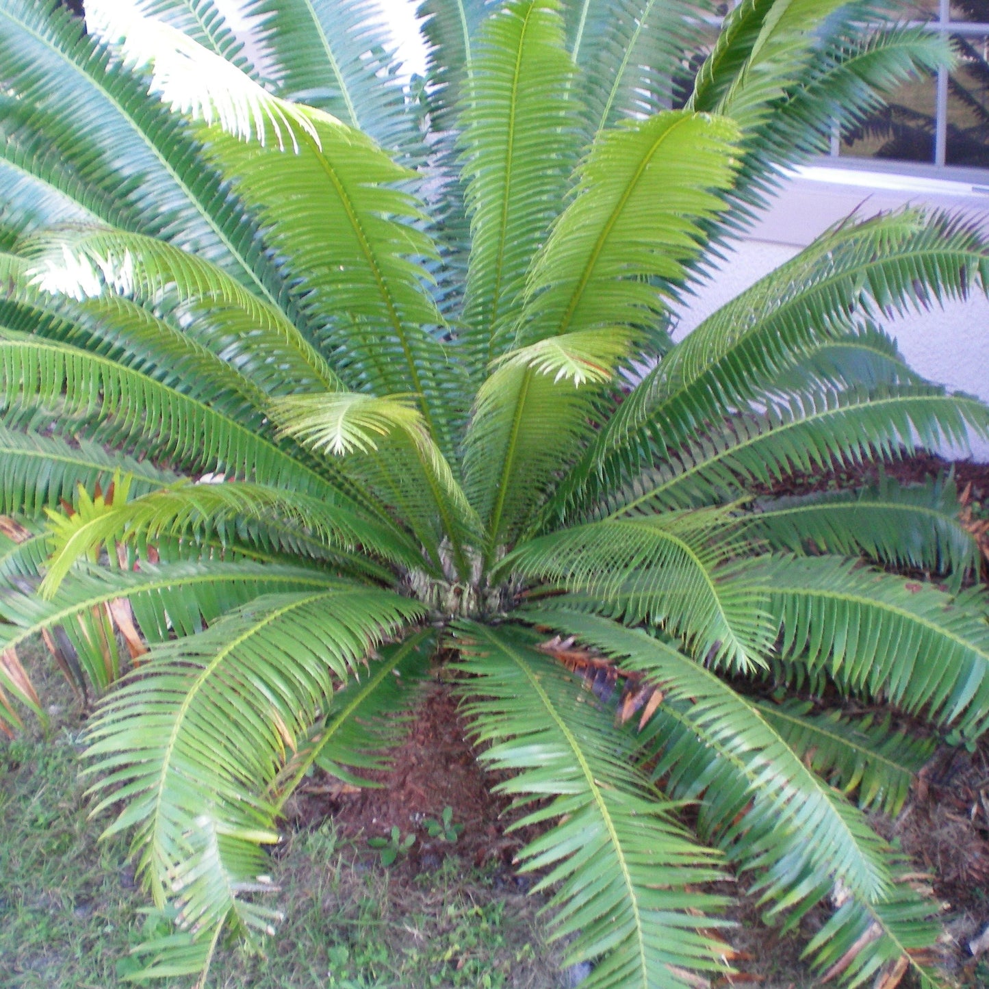 Dioon spinulosum