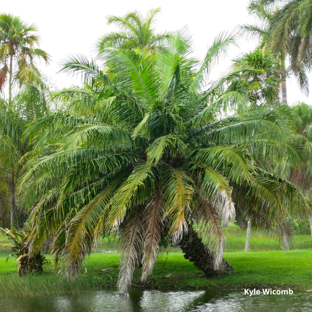 Elaeis oleifera