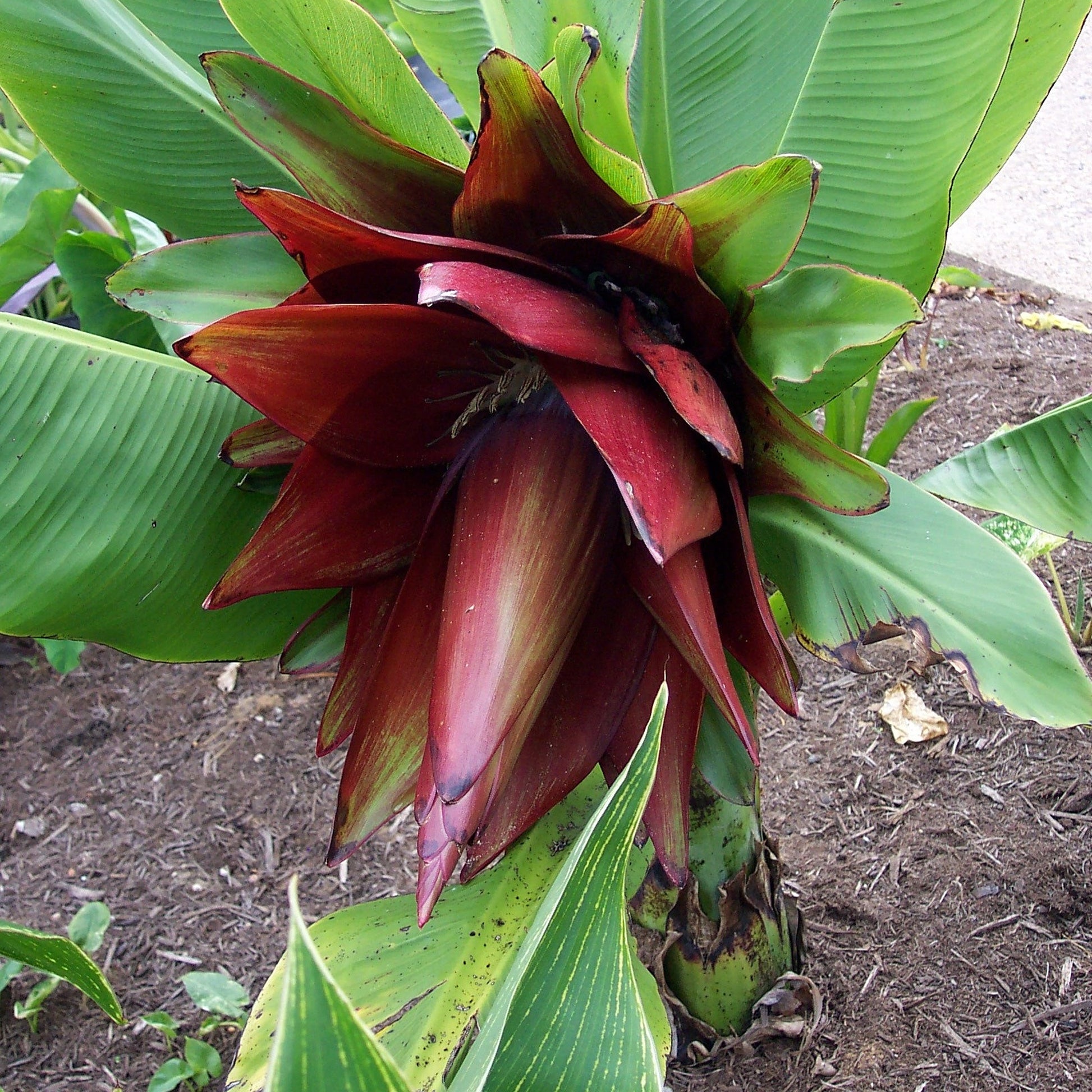 Ensete lecongkietii