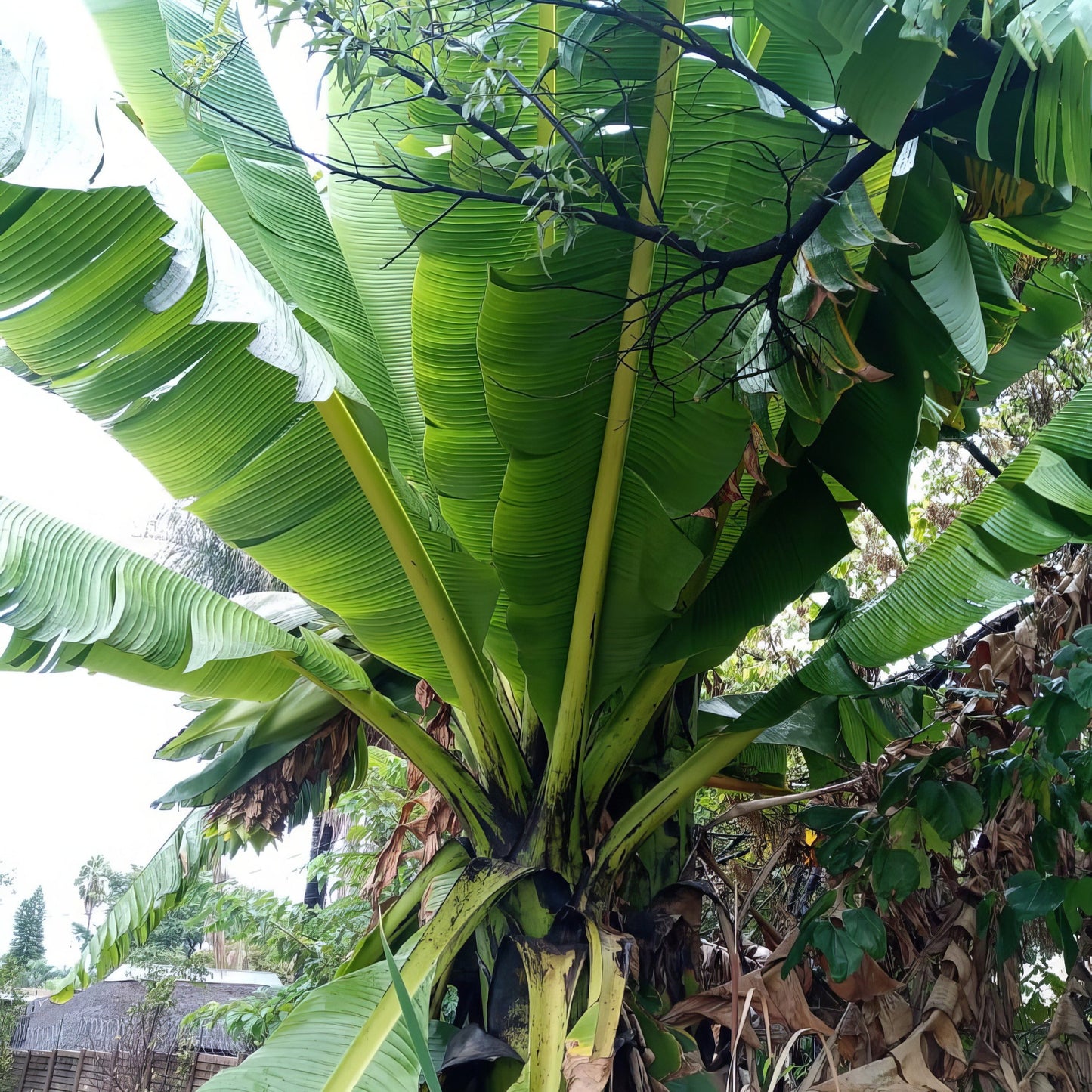 Ensete perrieri