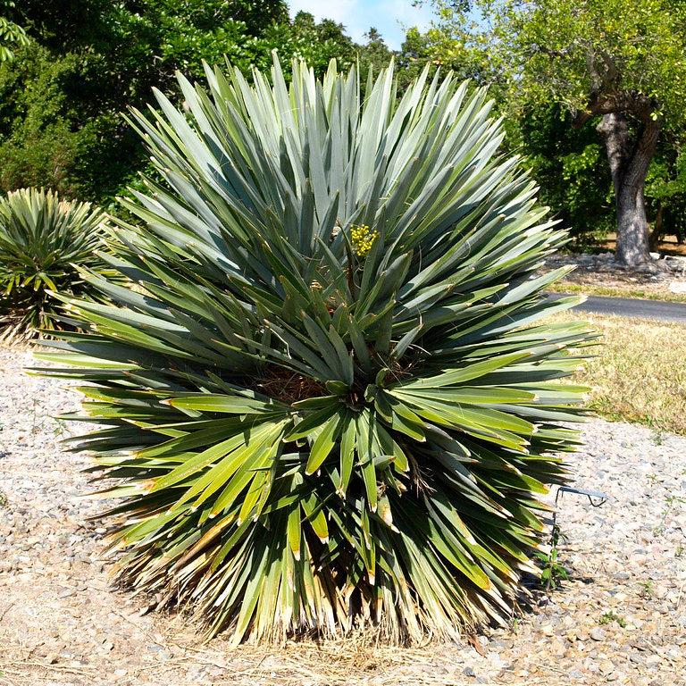 Hemithrinax_ekmaniana