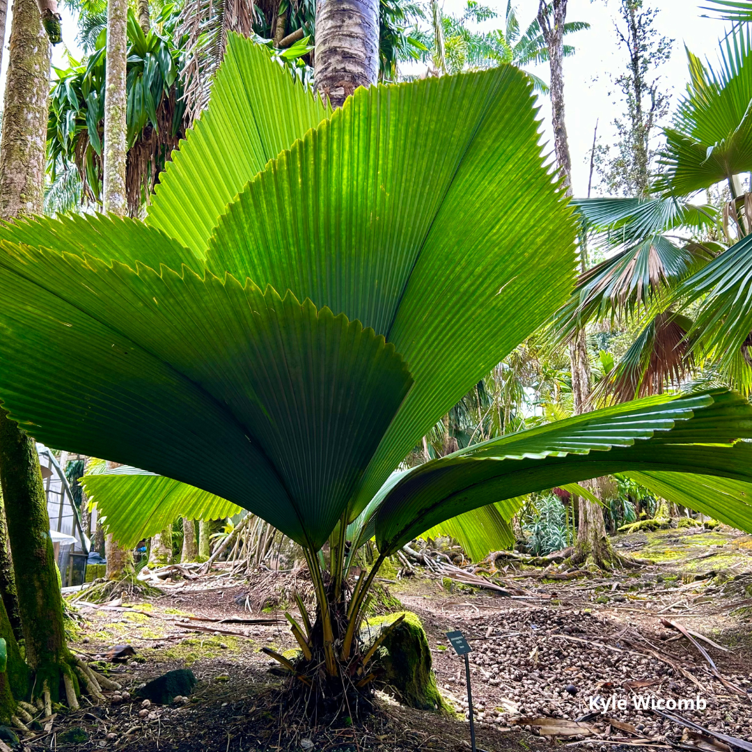 Johannesteijsmannia magnifica