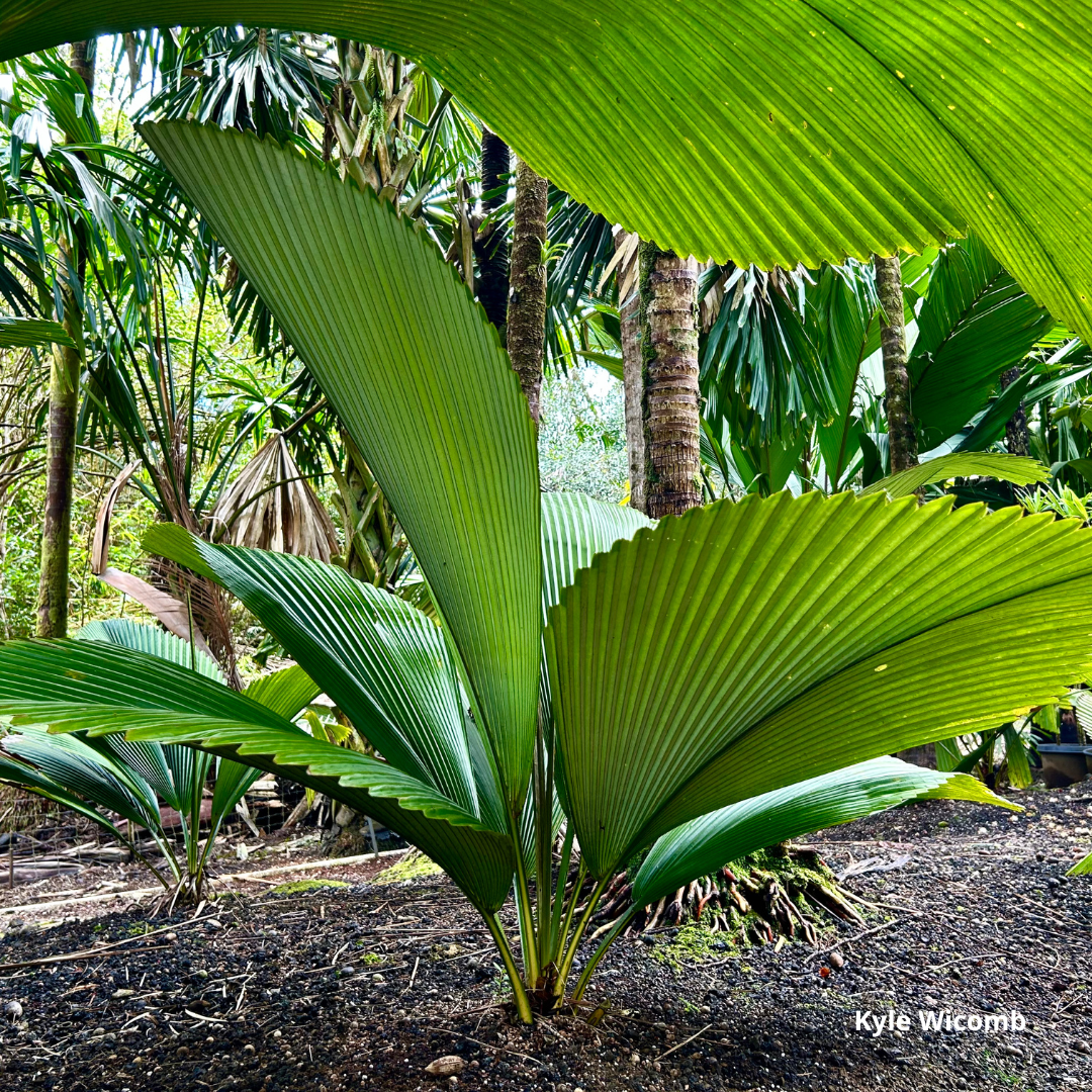 Johannesteijsmannia magnifica