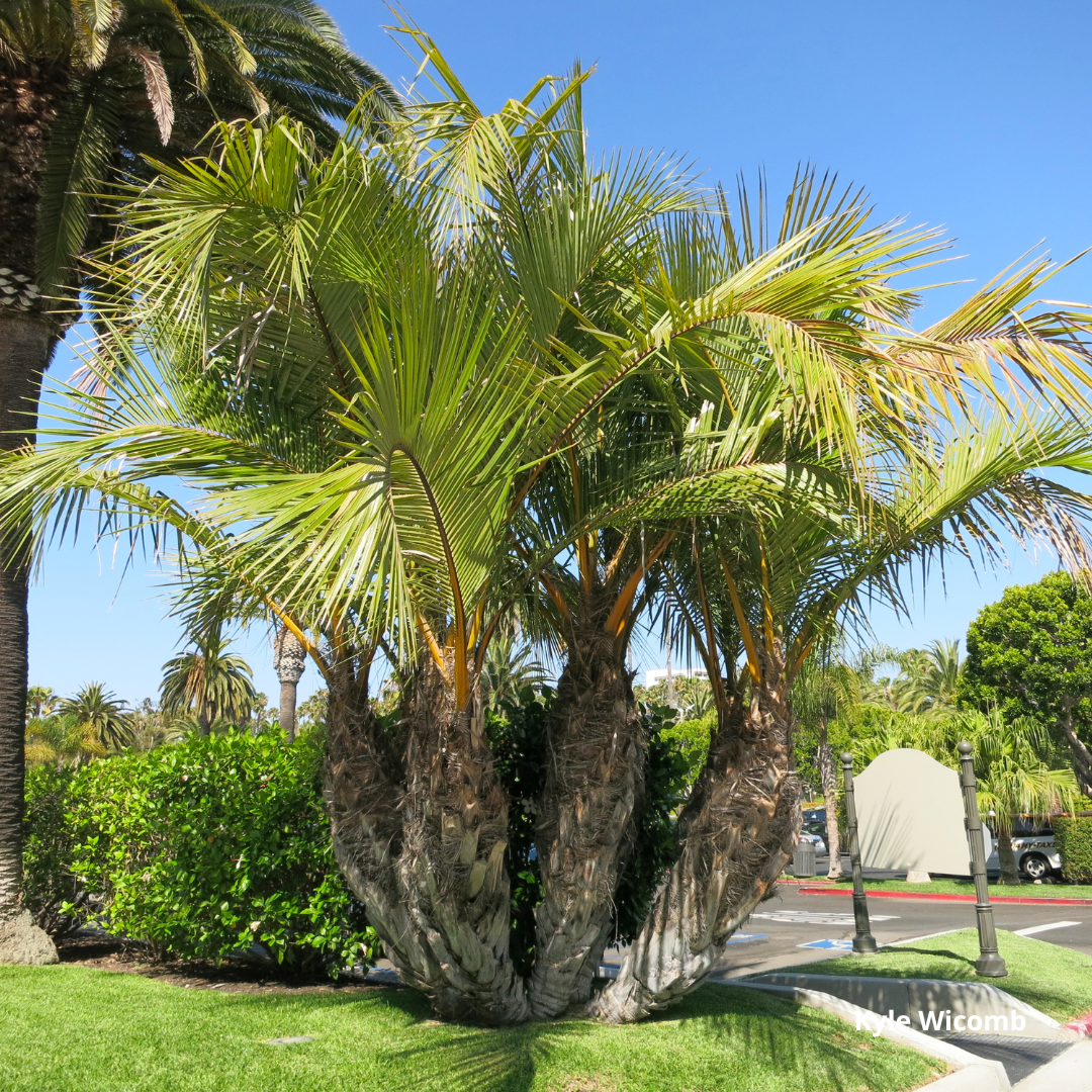 Jubaeopsis caffra - Pondoland Palm - 2 x  fresh seeds