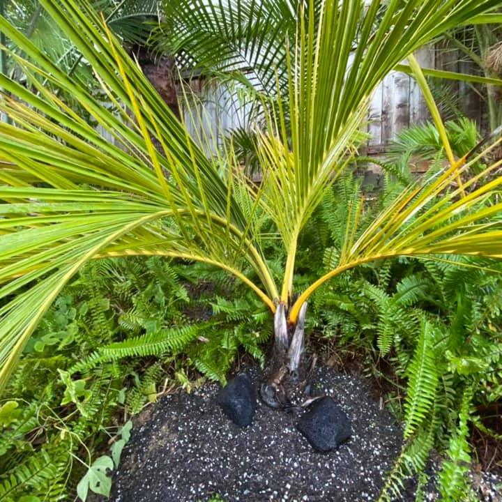 Jubaeopsis caffra - Pondoland Palm - 2 x fresh seeds – VIRIAR