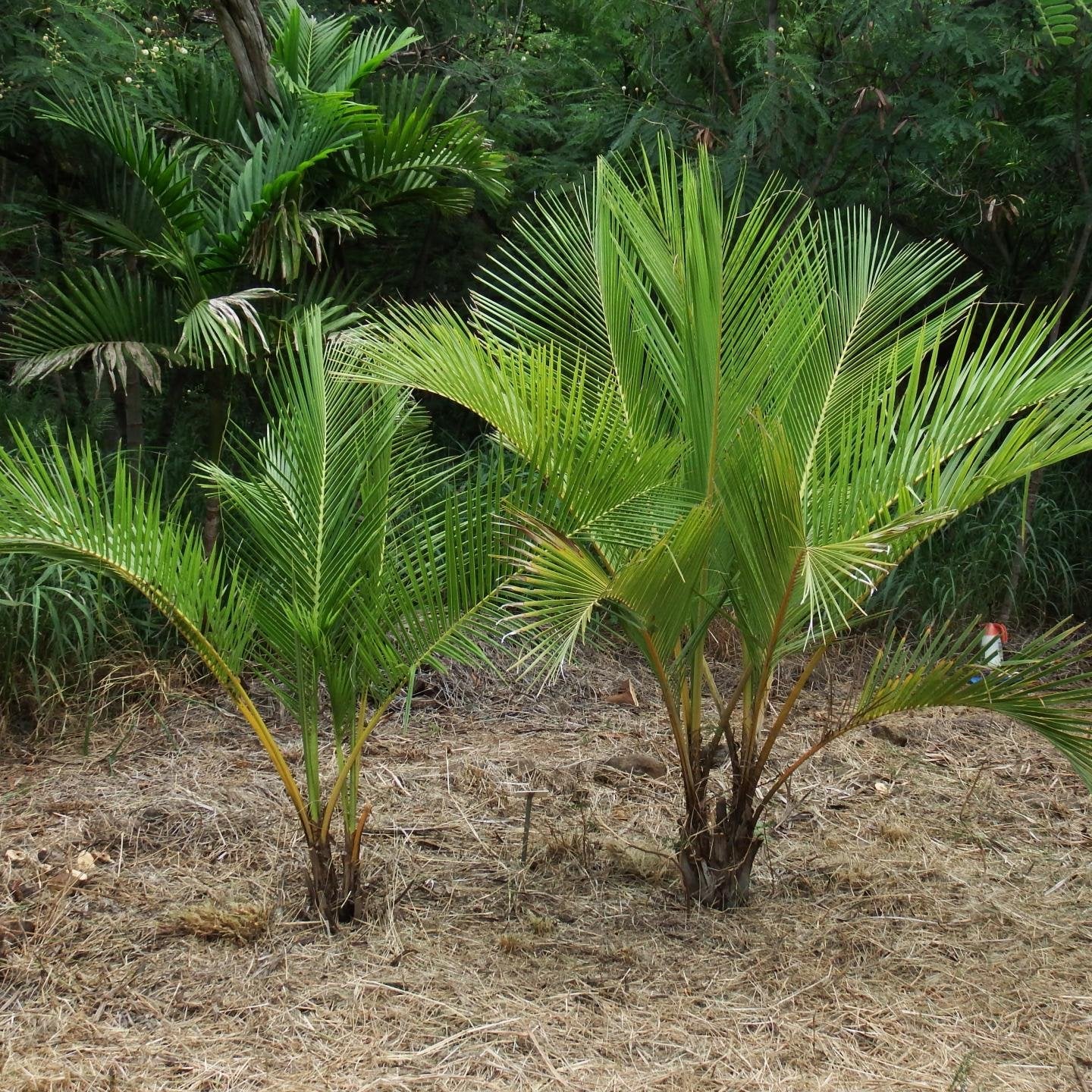 Jubaeopsis caffra - Pondoland Palm - 2 x fresh seeds – VIRIAR