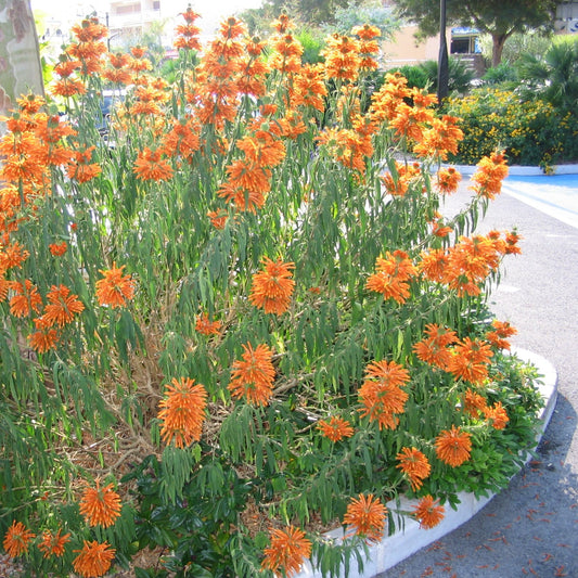 Leonotis leonurus