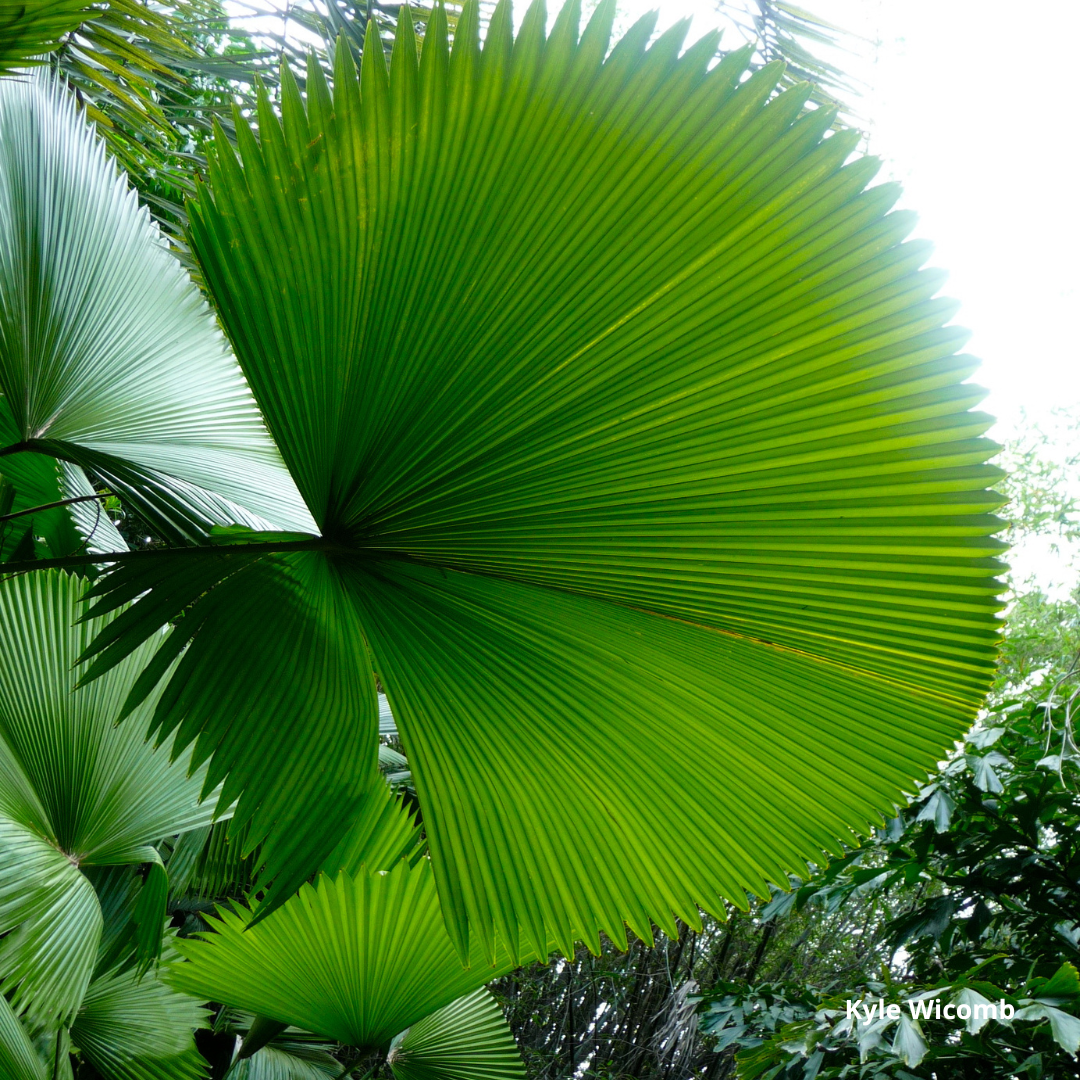 Licuala peltata var. sumawongii