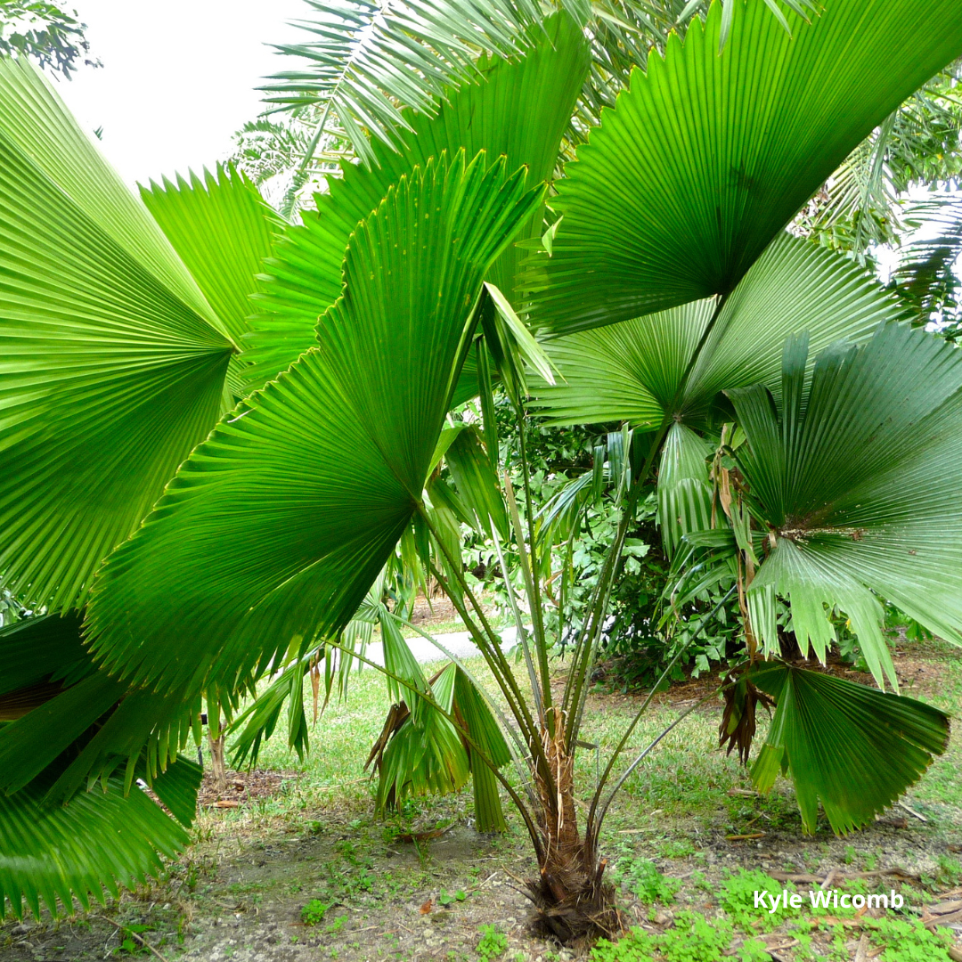 Licuala peltata var. sumawongii