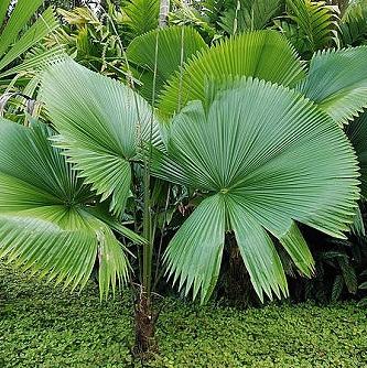 Licuala peltata var. sumawongii