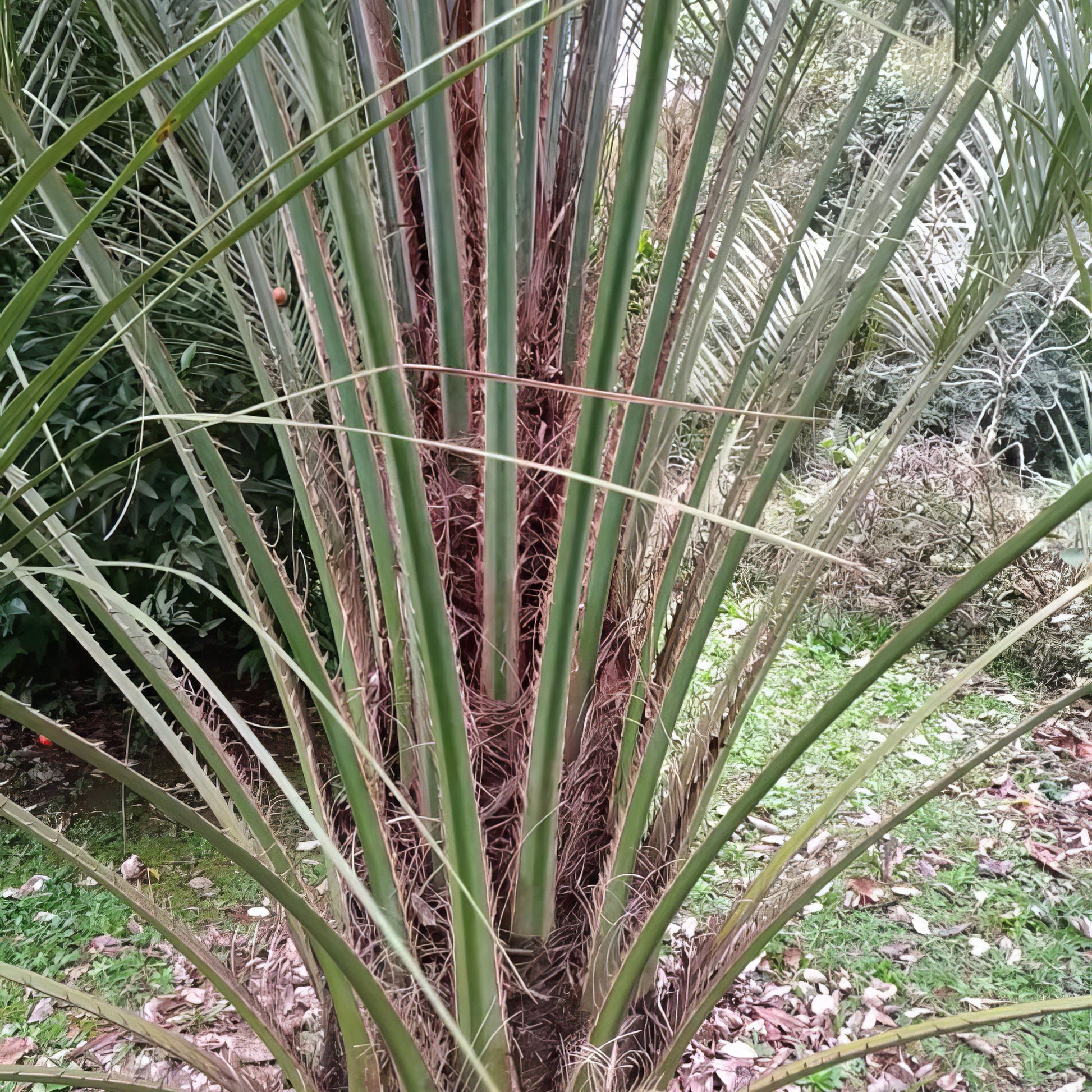 Parajubaea cocoides