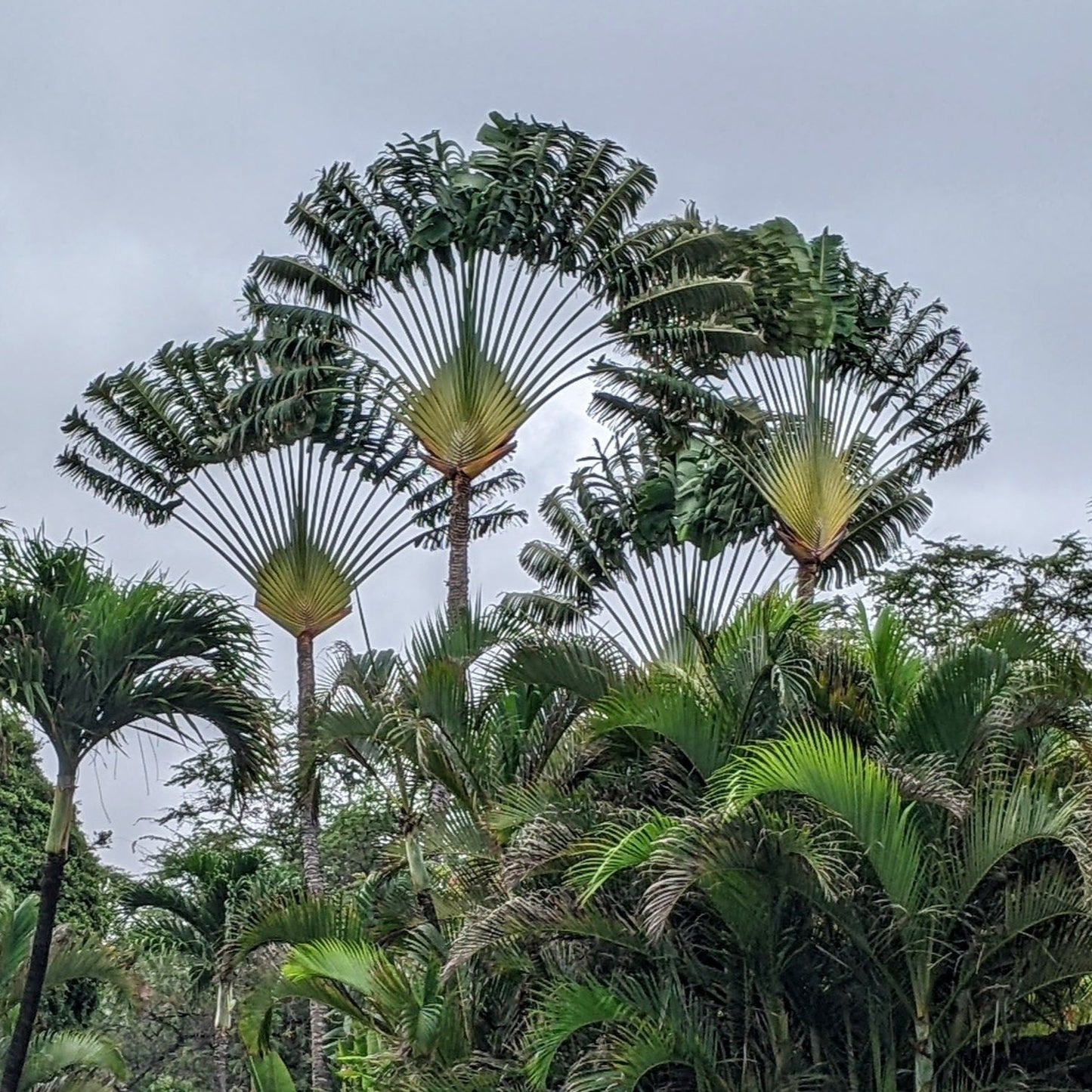 Ravenala madagascariensis - Reisende Palme - 10 Samen