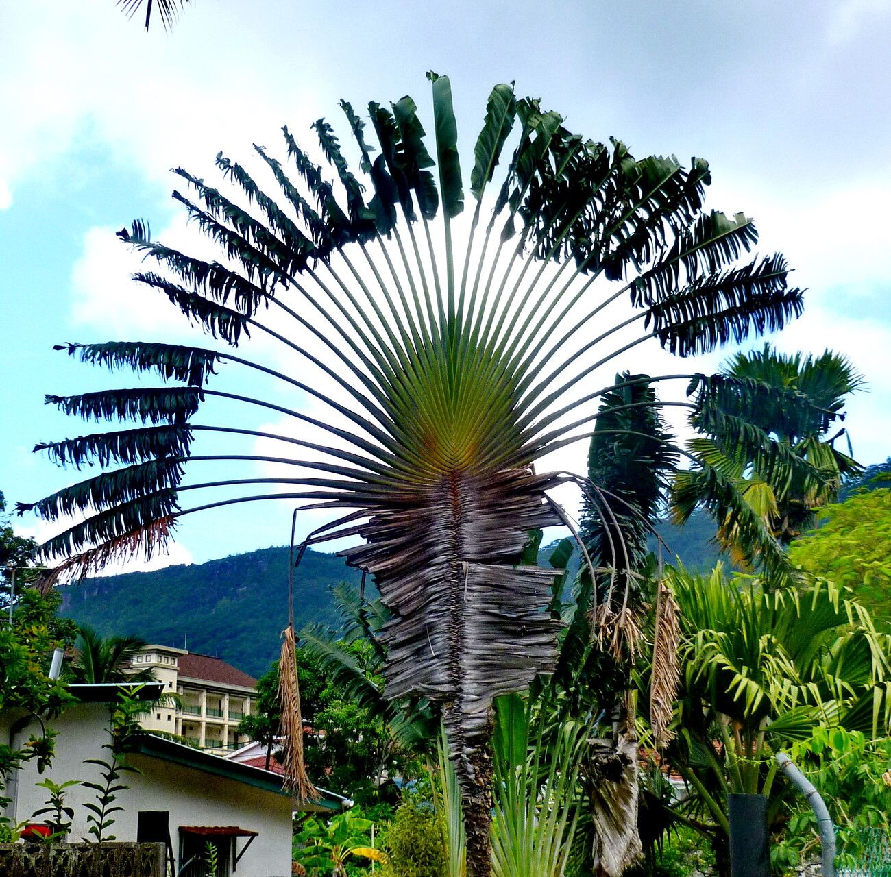 Ravenala madagascariensis