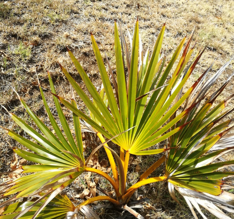 Latania verschaffeltii - Yellow Latan Palm - 10 seeds