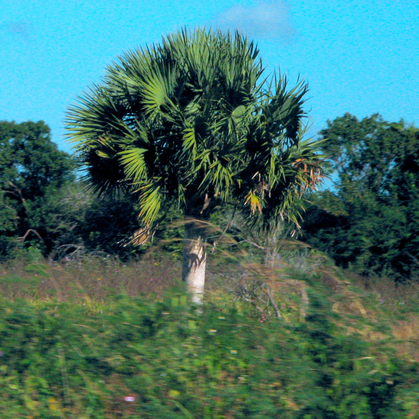 Sabal domingensis - Hispaniola Palmetto - (20-30 cm) plant - 20º F  (-6.6 ºC)