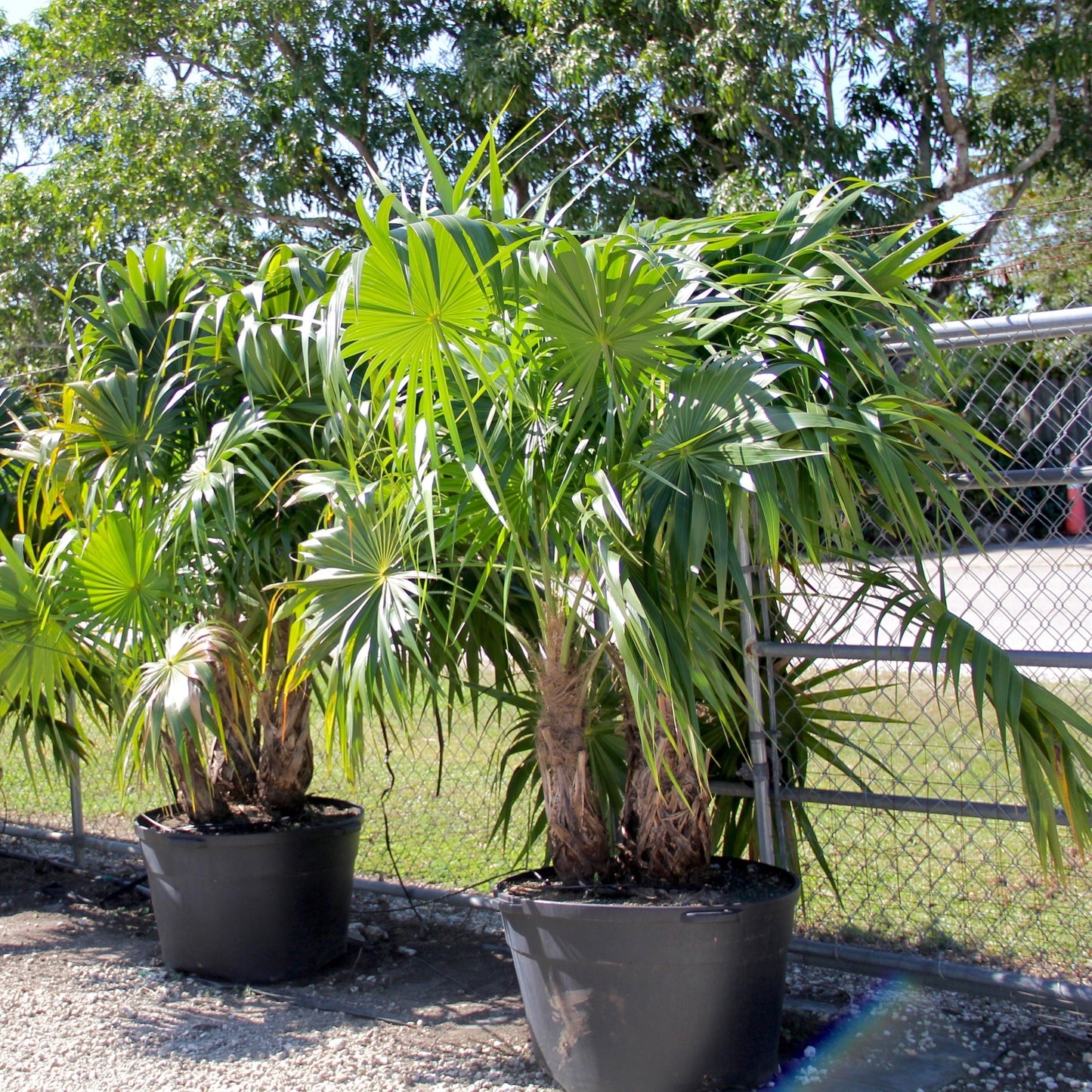 Thrinax radiata - Florida Thatch Palm - 25 pieces fresh seeds