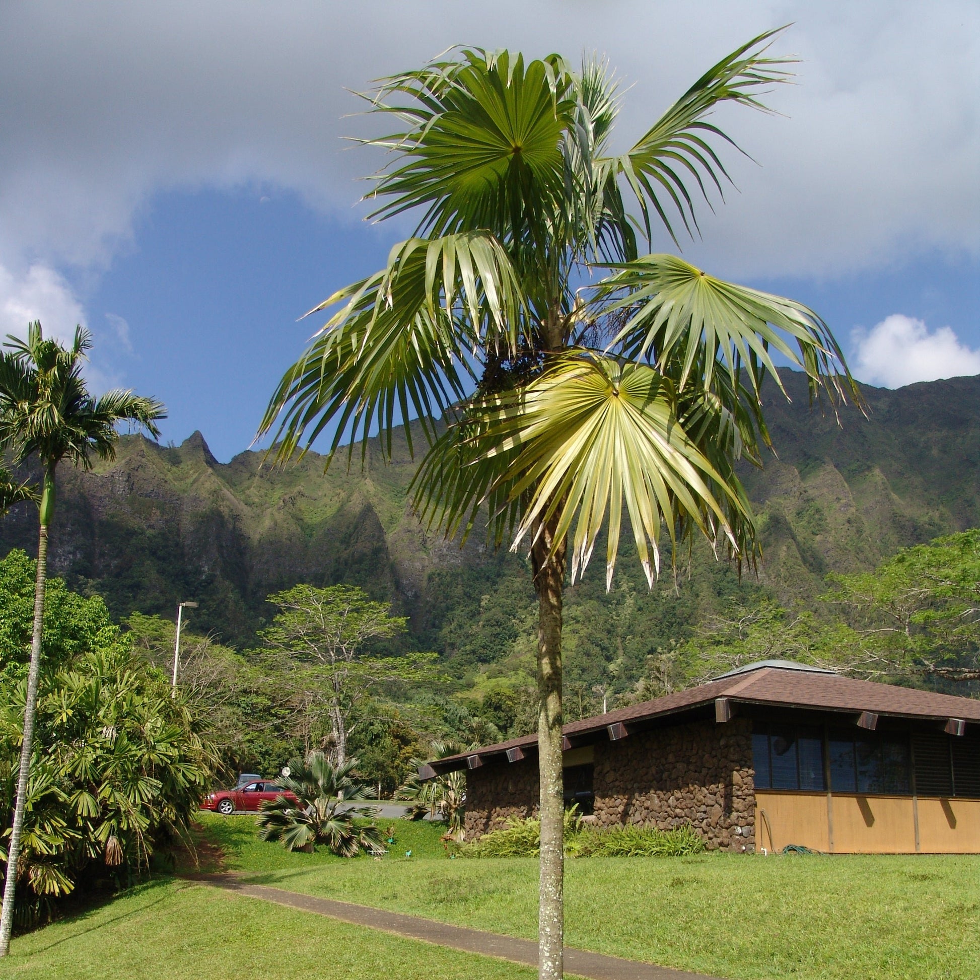 Thrinax radiata