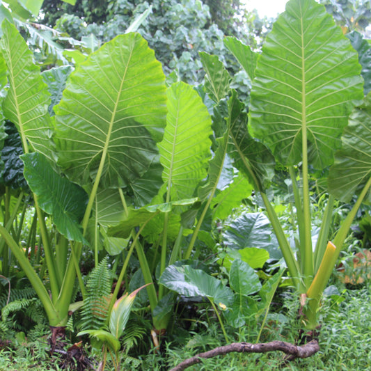 alocasia macrorrhiza