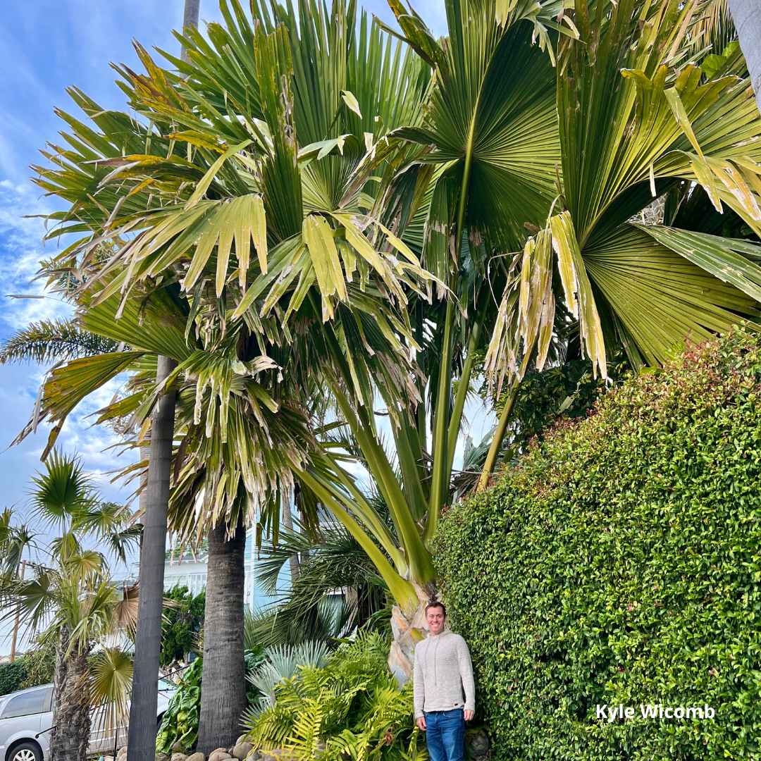 Corypha umbraculifera - Talipot Palm - 5 x  fresh seeds