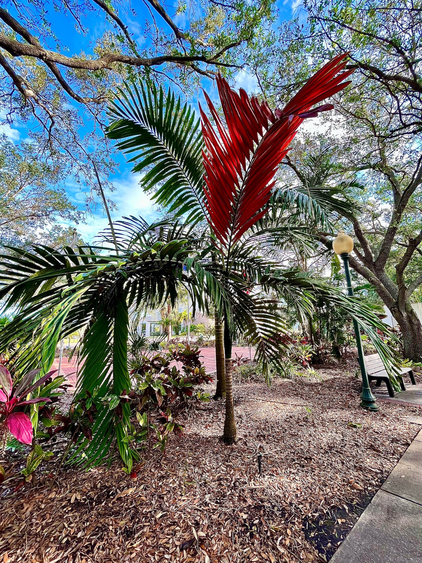 Chambeyronia macrocarpa - Flame Thrower Palm - 3 seeds