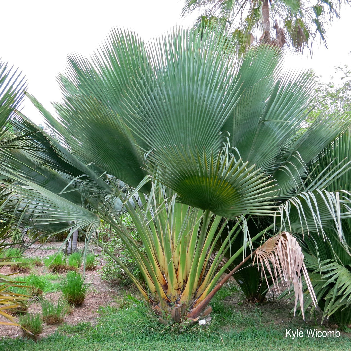Copernicia gigas - Giant Yarey Palm - 3x fresh seeds