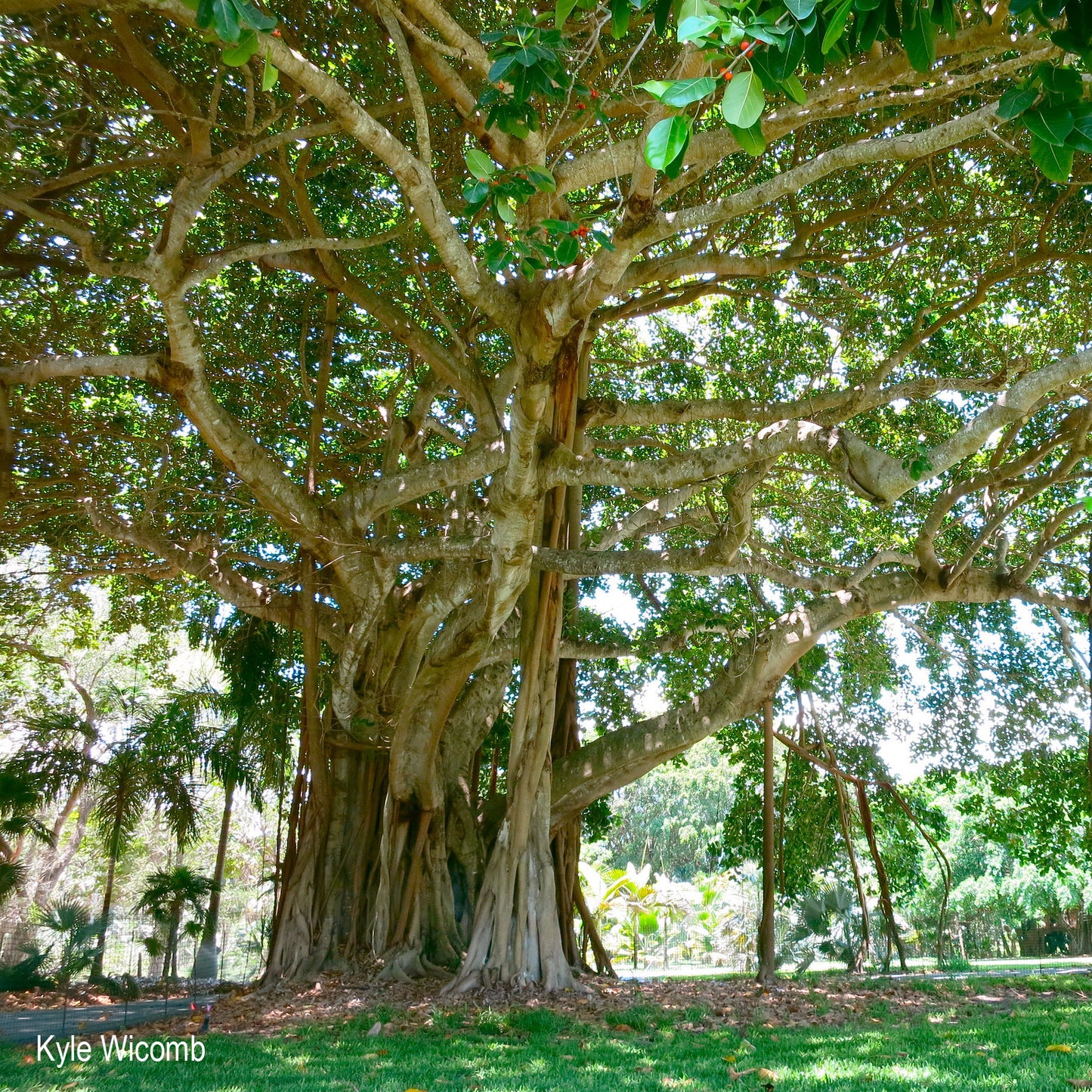 Banyanbaum - Ficus benghalensis - 250 Stück Samen