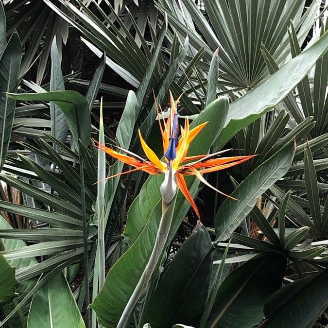 Strelitzia reginae - Orange Bird of Paradise - 25 cm plant