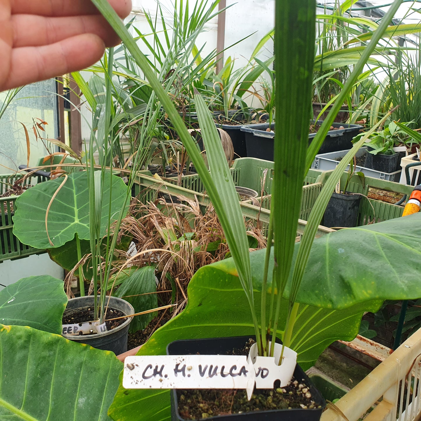 Chamaerops humilis 'Vulcano', Vulcano Fan Palm - 20-25cm Live starter, Plant -10C (14F)