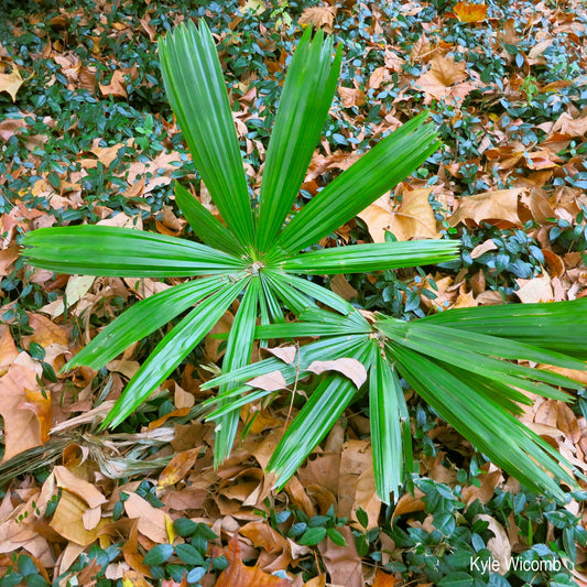 Livistona saribus - Taraw-Palme - 30 cm große Pflanze