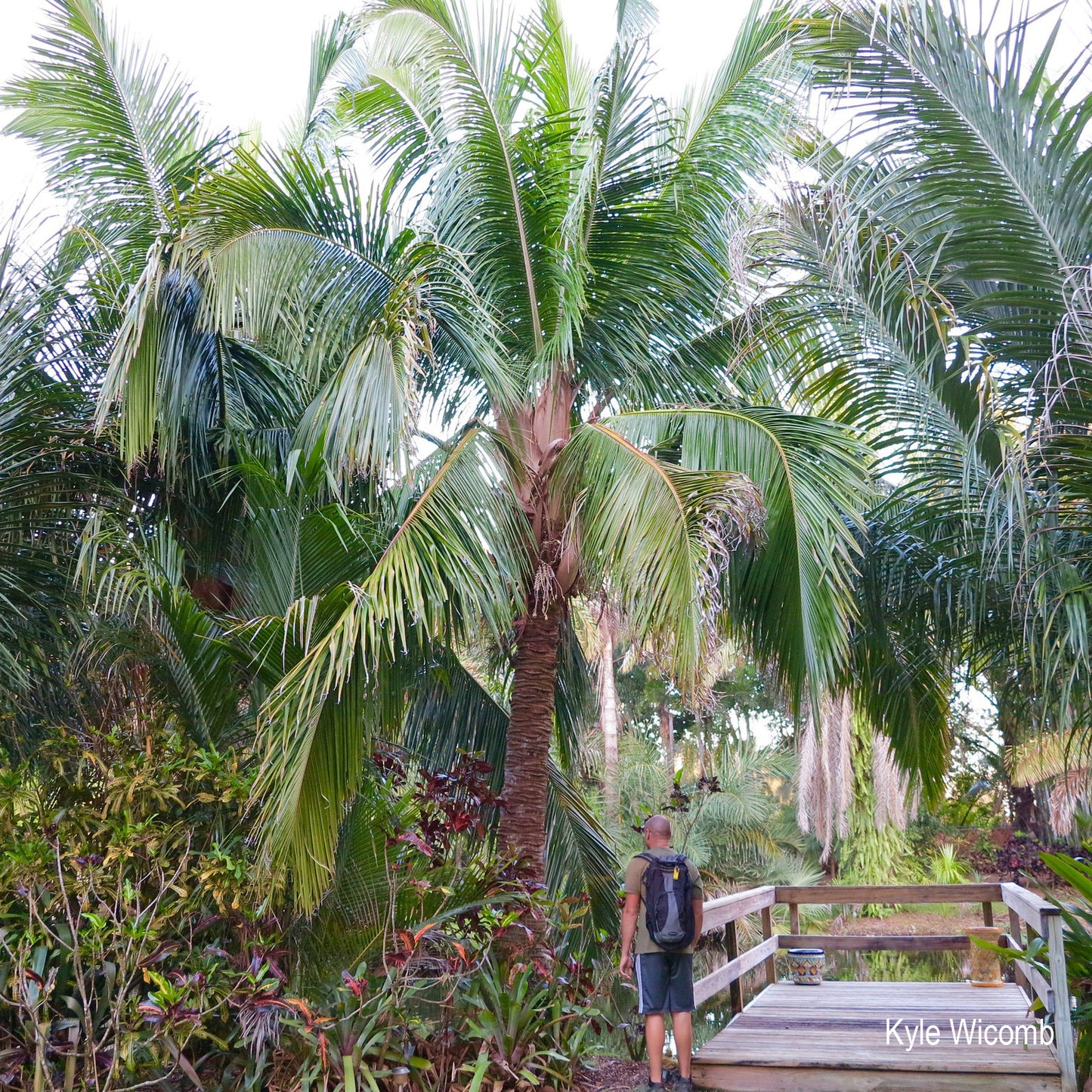Beccariophoenix fenestralis - Madagascar Coconut Palm - (20-30 cm) plant