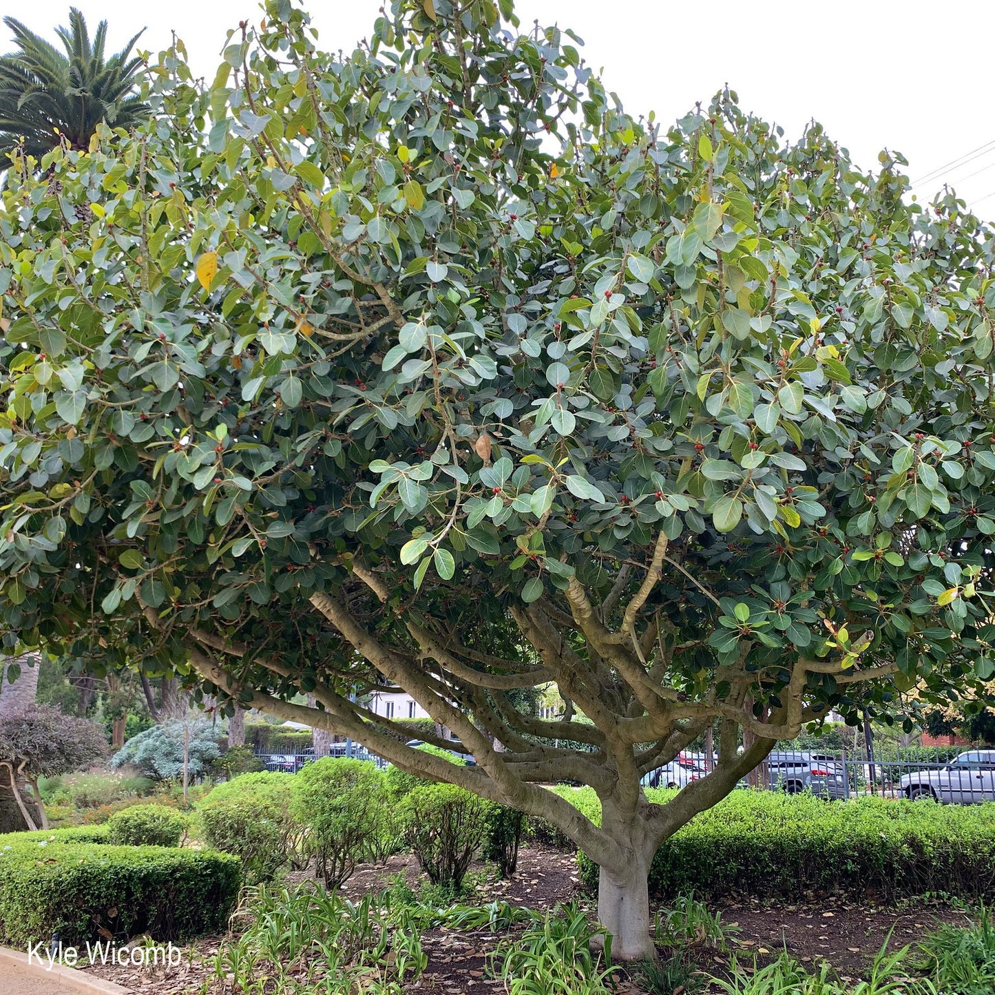 Banyanbaum - Ficus benghalensis - 250 Stück Samen
