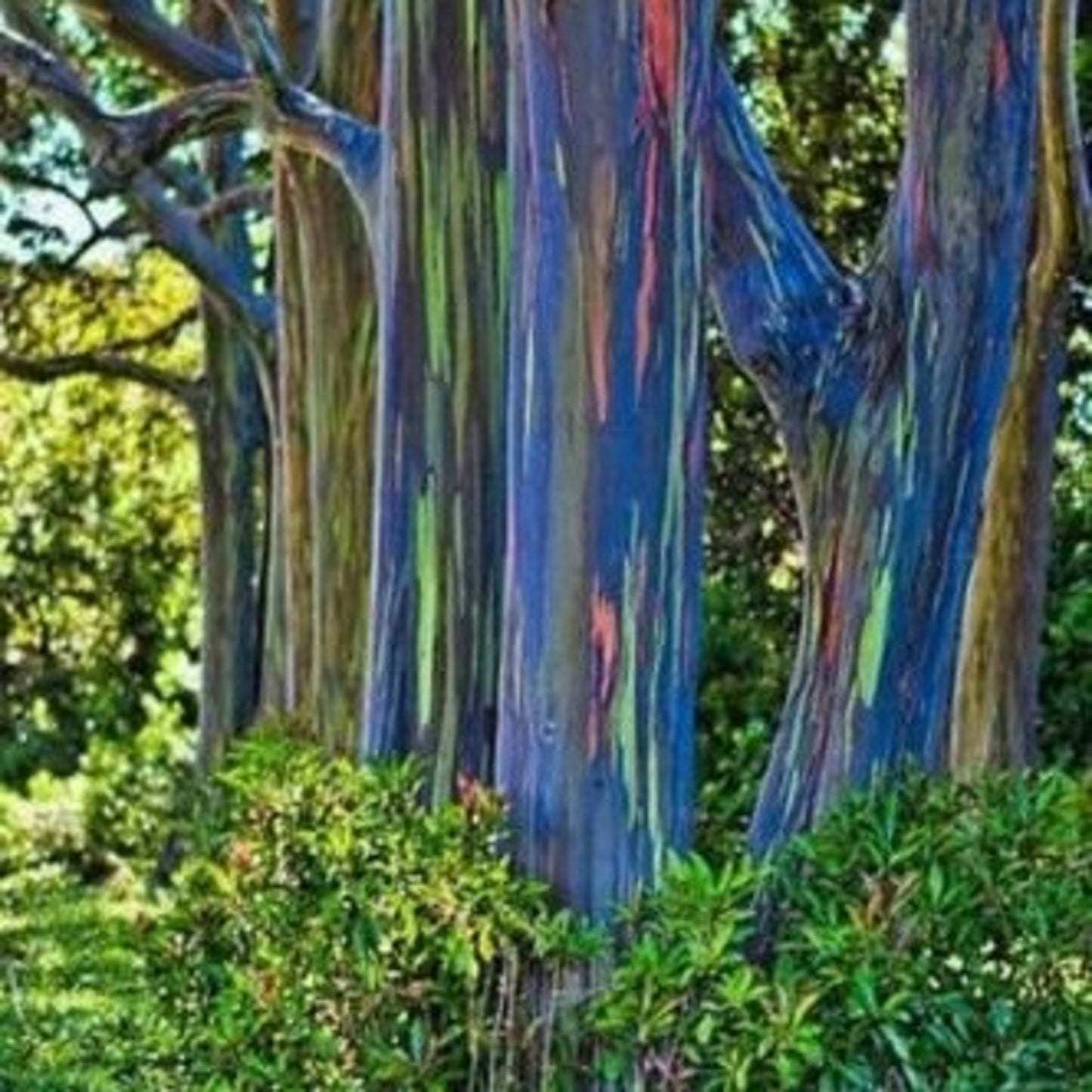 Rainbow eucalyptus - Eucalyptus deglupta - 100 pieces fresh seeds