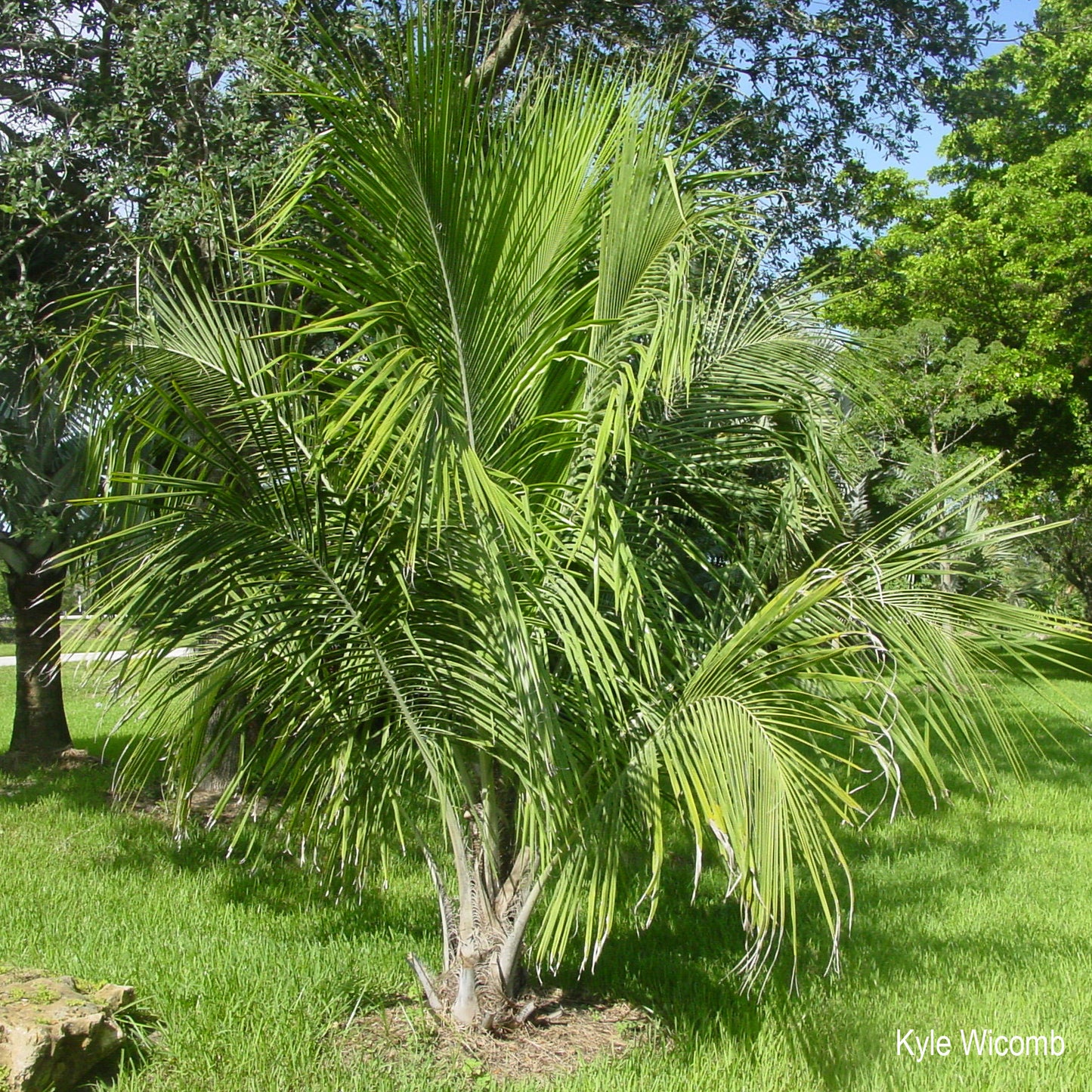 Beccariophoenix alfredii - High Plateau Coconut Palm - 20 - 30 cm plant
