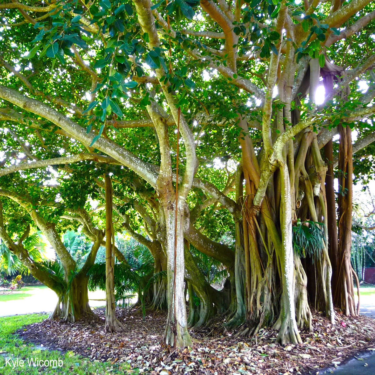 Banyan Tree - Ficus benghalensis  - 250 pieces seeds