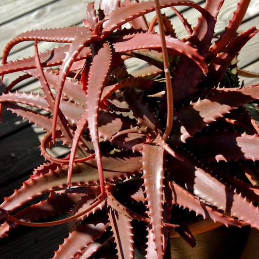 Aloe cameroni