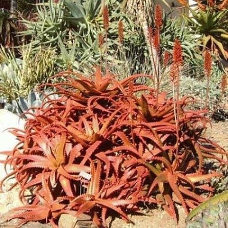 Aloe cameroni