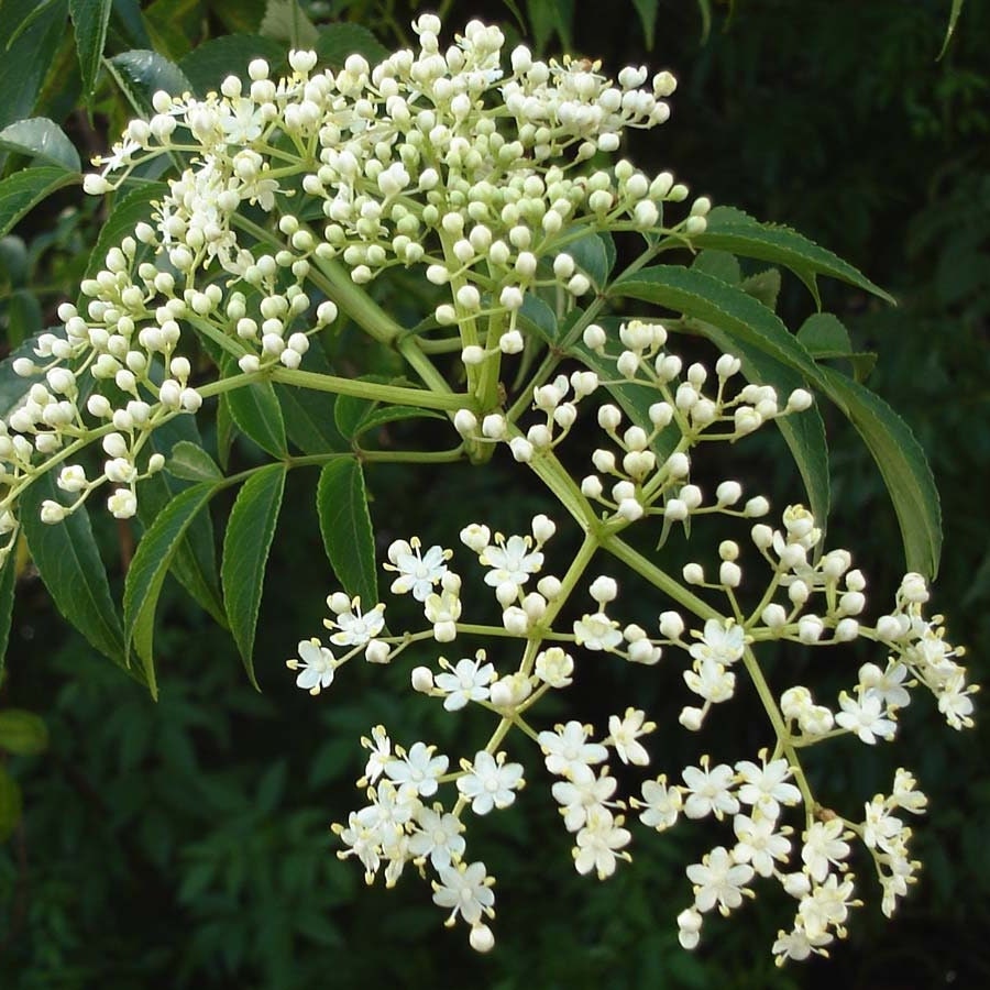 Azadirachta indica