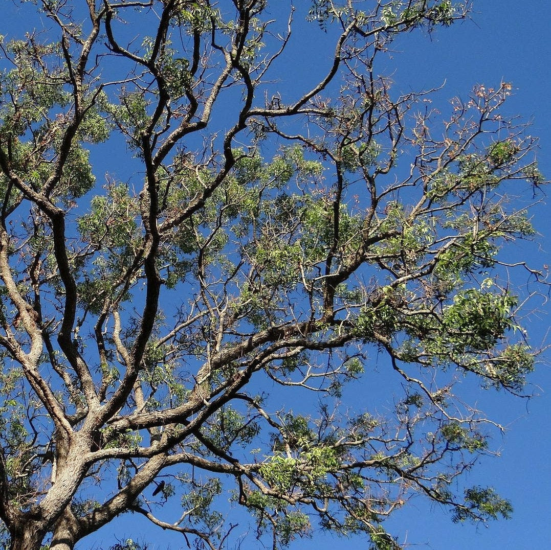 Azadirachta indica