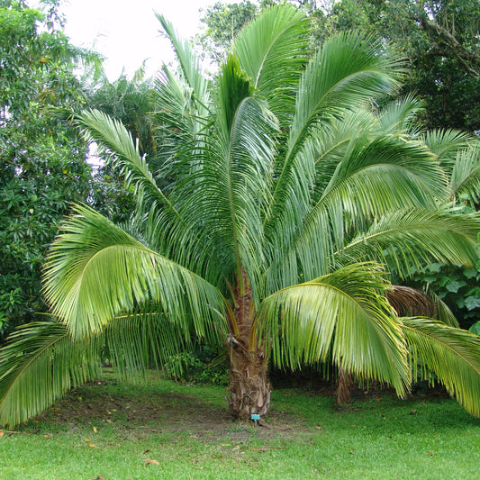 Beccariophoenix alfredii - Hochplateau-Kokospalme - 20 - 30 cm große Pflanze