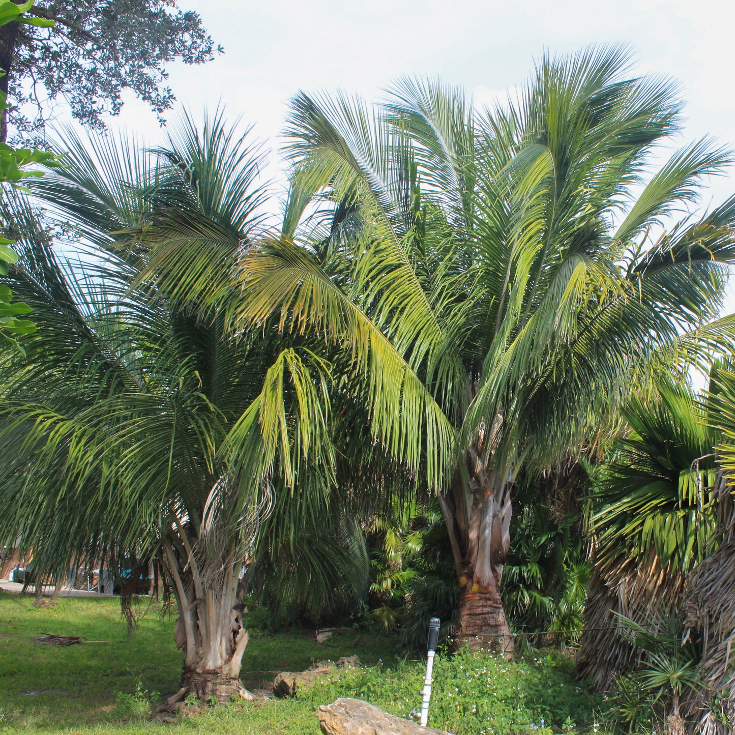 Beccariophoenix alfredii - High Plateau Coconut Palm - 20 - 30 cm plant