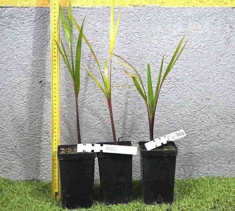 Flaschenpalme - Hyophorbe lagenicaulis - 20 cm Topfpflanze