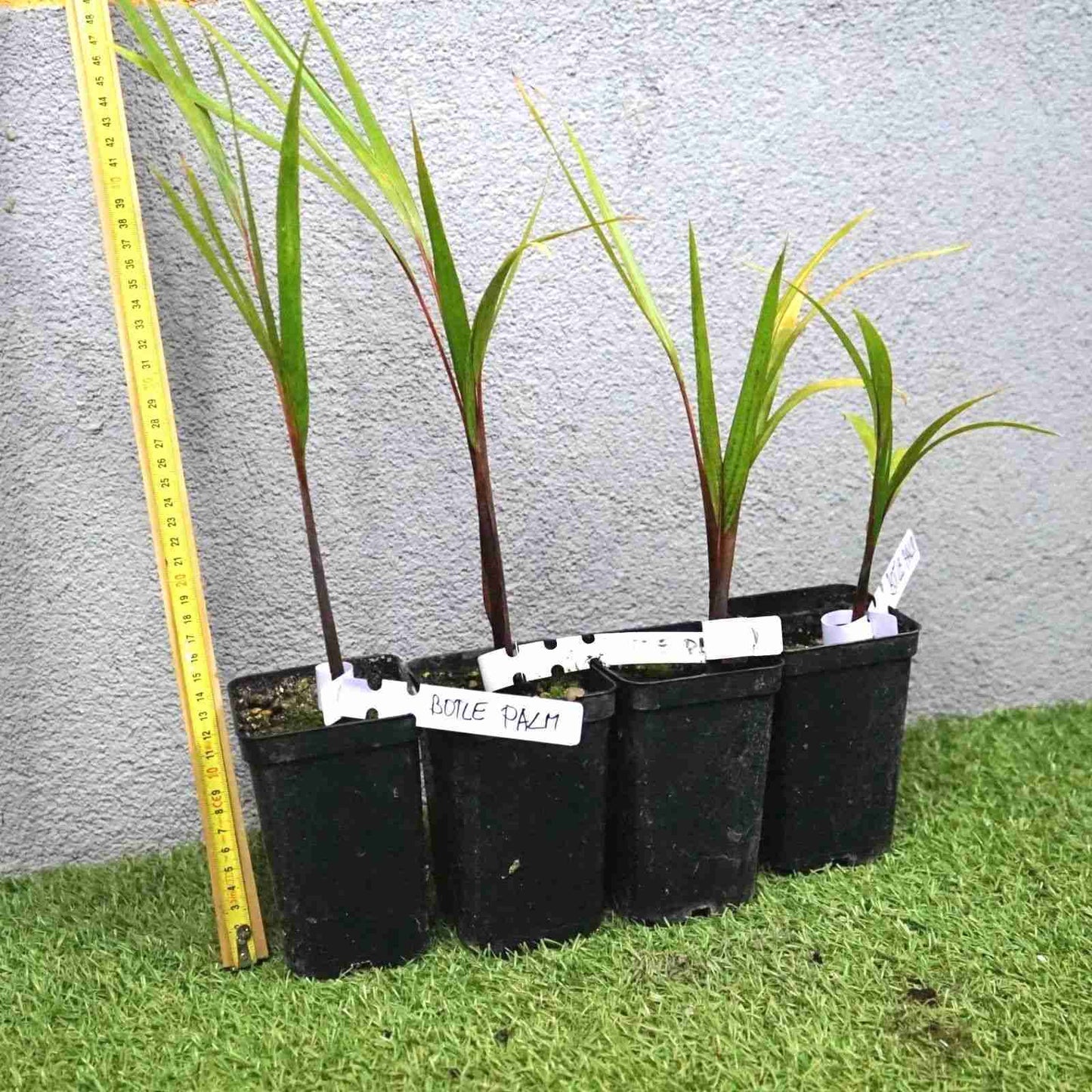 Bottle Palm - Hyophorbe lagenicaulis - 20 cm potted plant