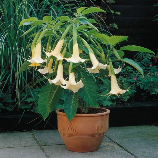 Brugmansia arborea